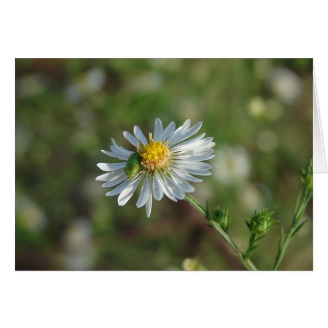 A Green Bug on a White Flower (Front Horizontal)