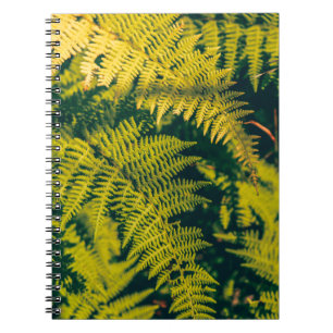 A green fern plants background with shadows. abstr notebook