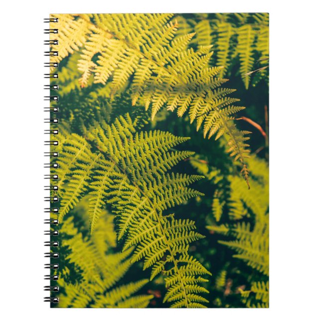 A green fern plants background with shadows. abstr notebook (Front)