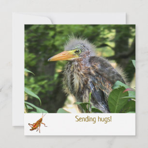 A green heron