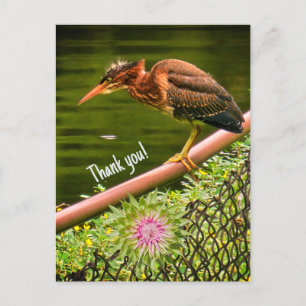 A green heron holiday postcard