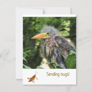 A green heron postcard