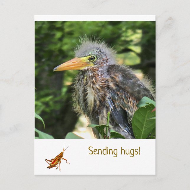 A green heron postcard (Front)