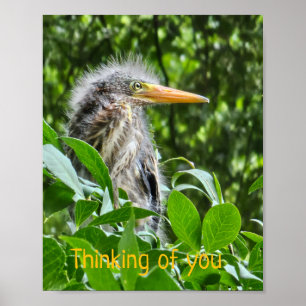 A green heron. Thinking of you Poster