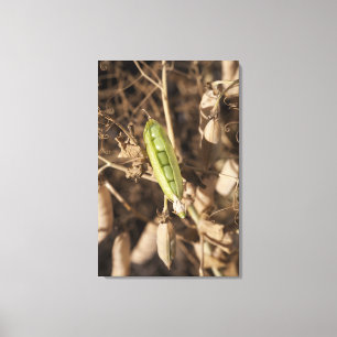 A Green Pea Pod On A Dried Pea Pod Plant Canvas Print