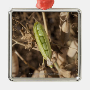 A Green Pea Pod On A Dried Pea Pod Plant Metal Tree Decoration