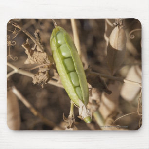 A Green Pea Pod On A Dried Pea Pod Plant Mouse Mat