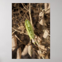A Green Pea Pod On A Dried Pea Pod Plant