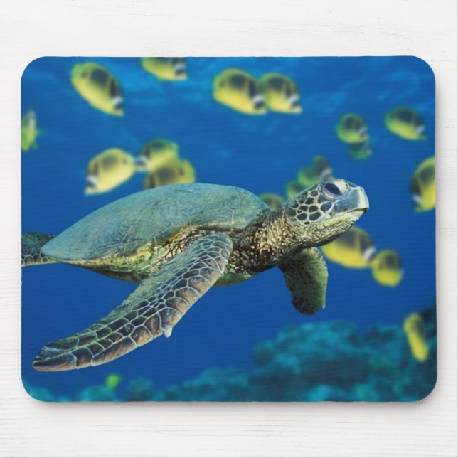 A green sea turtle swims past a school mouse mat (Front)