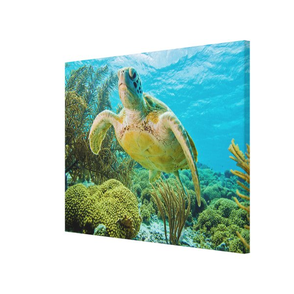 Turtle Posters & Prints | Zazzle UK