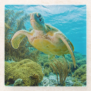 A Green Turtle On The Shallow Reefs Of Bonaire Glass Coaster