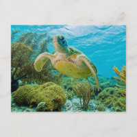 A Green Turtle On The Shallow Reefs Of Bonaire