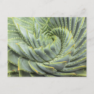 A Green & White Succulent Postcard
