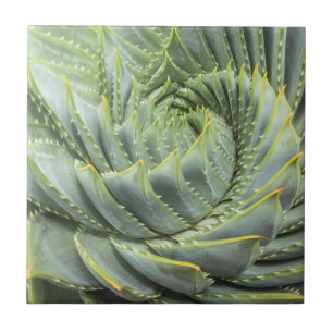 A Green & White Succulent Tile