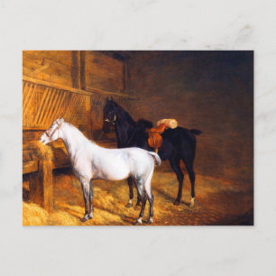 A Grey Pony and a Black horse in a Stable Postcard