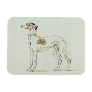 A Greyhound, Facing Left (pen & ink on paper) Magnet