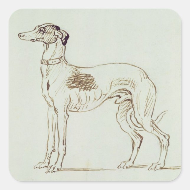 A Greyhound, Facing Left (pen & ink on paper) Square Sticker (Front)