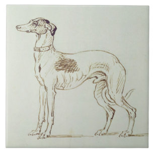 A Greyhound, Facing Left (pen & ink on paper) Tile