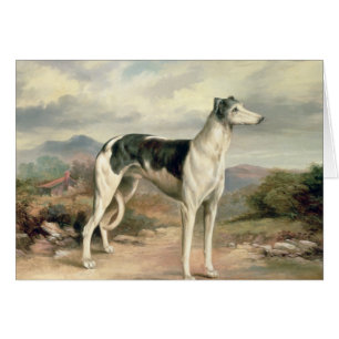 A Greyhound in a hilly landscape