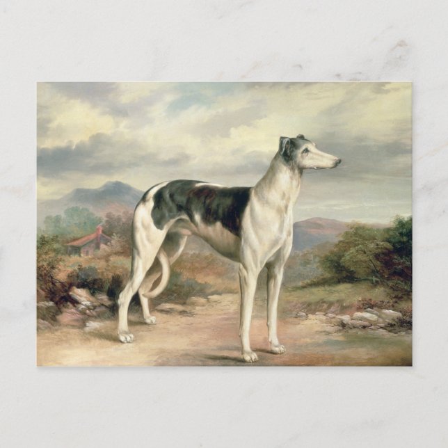 A Greyhound in a hilly landscape Postcard (Front)