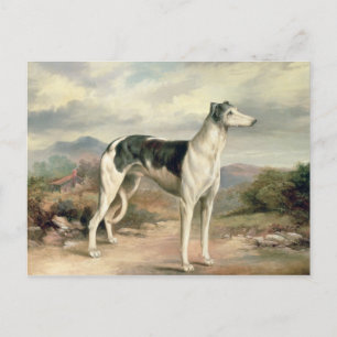 A Greyhound in a hilly landscape Postcard
