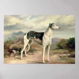 A Greyhound in a hilly landscape Poster