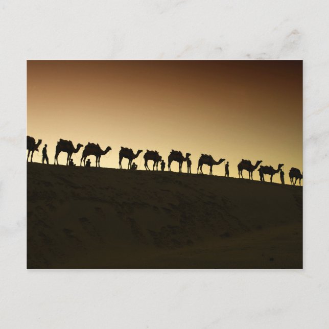 A group of camel herders with their camels at postcard (Front)