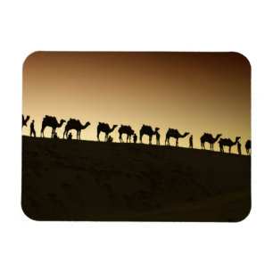 A group of camel herders with their camels magnet