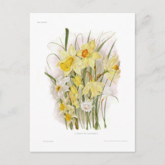 A Group of Daffodils Postcard
