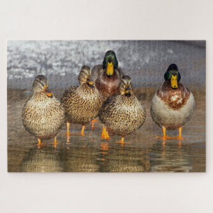 A group of ducks photo jigsaw puzzle
