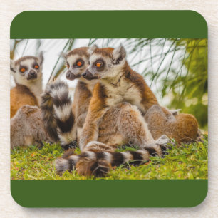A group of lemurs on Hard plastic coaster