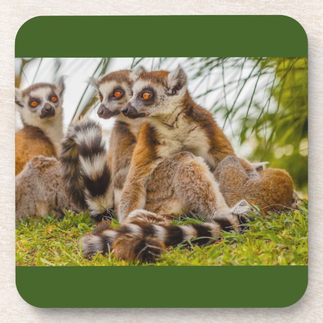 A group of lemurs on Hard plastic coaster (Front)