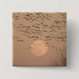 A group of migratory snow geese, Grus 15 Cm Square Badge