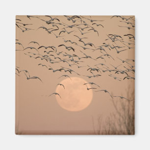 A group of migratory snow geese, Grus Magnet