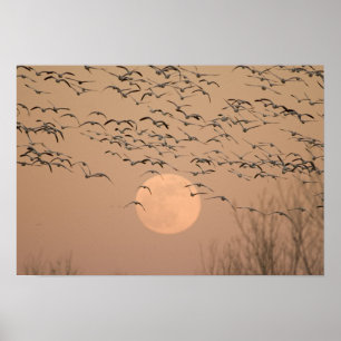 A group of migratory snow geese, Grus Poster