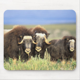 A group of muskoxen browse on willow shrubs on mouse mat