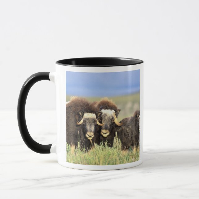 A group of muskoxen browse on willow shrubs on mug (Left)