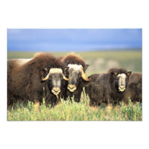 A group of muskoxen browse on willow shrubs on photo print