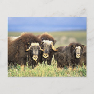 A group of muskoxen browse on willow shrubs on postcard