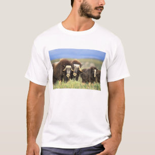 A group of muskoxen browse on willow shrubs on T-Shirt