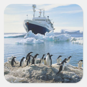 A Group Of Penguins Standing On An Icy Beach Square Sticker
