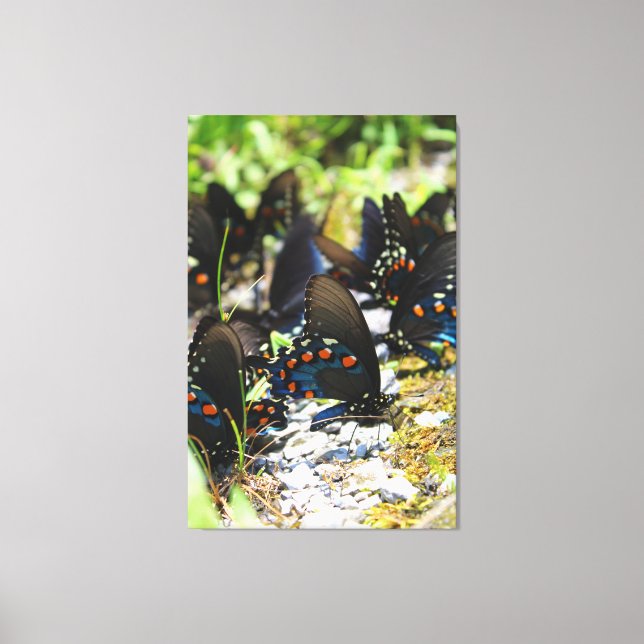 A Group of Swallowtails Canvas Print (Front)