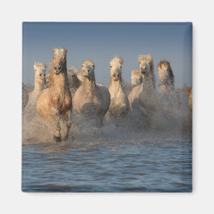A Group Of White Horses In The Camargue Region Magnet