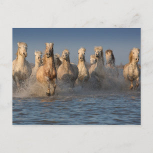 A Group Of White Horses In The Camargue Region Postcard