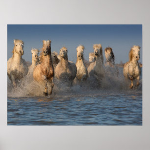 A Group Of White Horses In The Camargue Region Poster