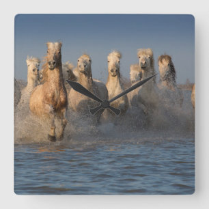 A Group Of White Horses In The Camargue Region Square Wall Clock