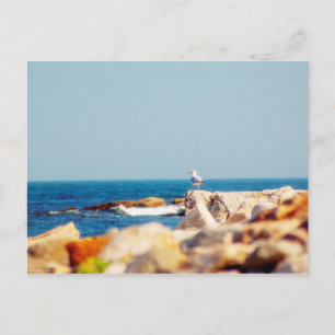 A Gull's Post Postcard