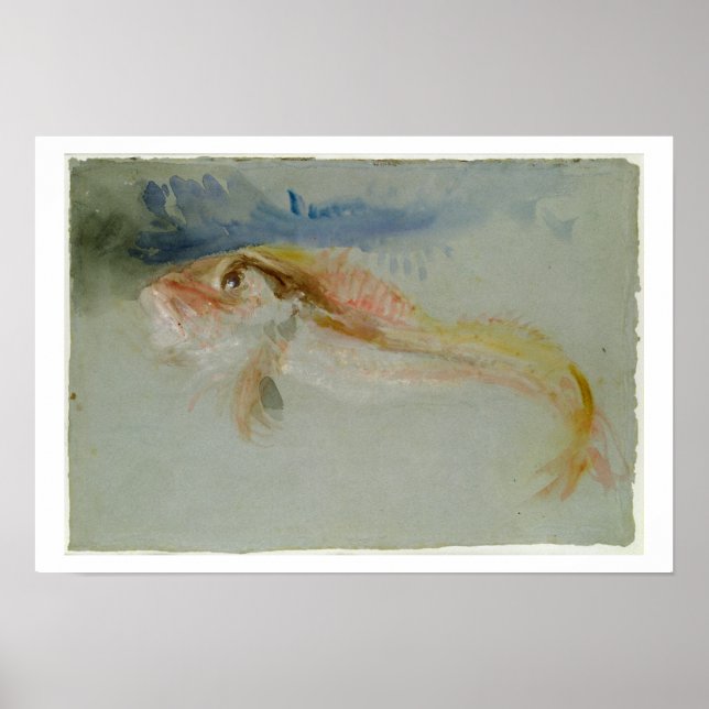 A Gurnard Poster (Front)