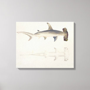 A Hammer-headed Shark, Loheia, formerly attributed Canvas Print