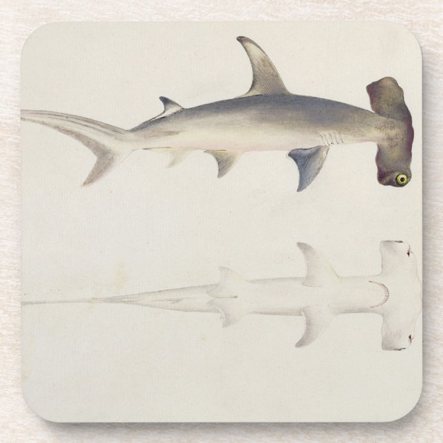 A Hammer-headed Shark, Loheia, formerly attributed Coaster (Front)